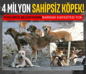 414x358-yuzlerce-belediyenin-barinak-kapasitesi-yok-1749063445946