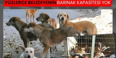 414x358-yuzlerce-belediyenin-barinak-kapasitesi-yok-1749063445946